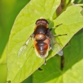 Eristalis intracaria, male, hoverfly